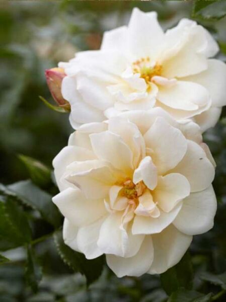 Bodendeckerrose 'Diamant' / Rosa 'Diamant ®'