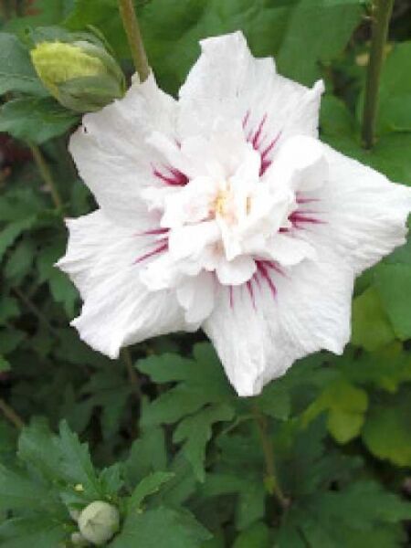 Garten-Eibisch 'China Chiffon' / Hibiscus syriacus 'China Chiffon ®'