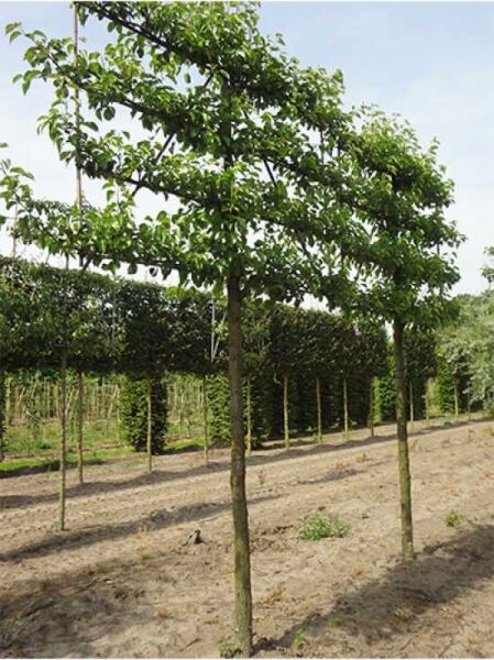 Pyrus calleryana 'Chanticleer' / Chinesische Wild-Birne, Hochstamm-Spalier mit geradem Stamm und lockerer Krone