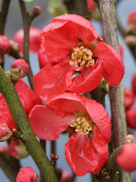 Zierquitte 'Friesdorfer' (Chaenomeles speciosa 'Friesdorfer') mit roten Blüten und Knospen am Zweig, Nahaufnahme.