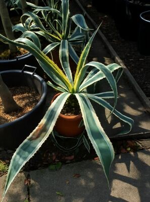Faden-Agave - Agave filifera - Baumschule NewGarden