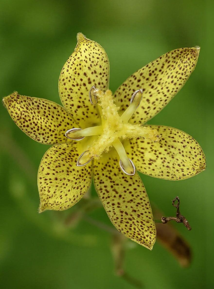 Breitblttrige Krtenlilie - Tricyrtis latifolia - Baumschule NewGarden