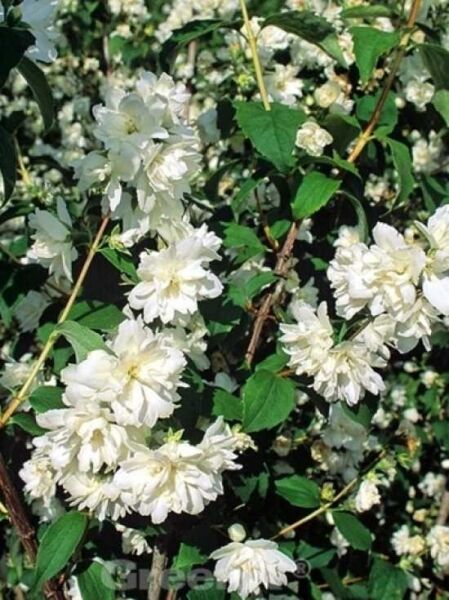 Philadelphus 'Minnesota Snowflake' / Pfeifenstrauch 'Minnesota Snowflake' / Gartenjasmin 'Minnesota Snowflake'