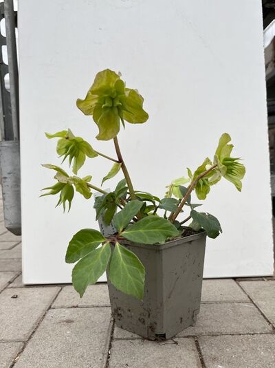 Christrose - Helleborus niger