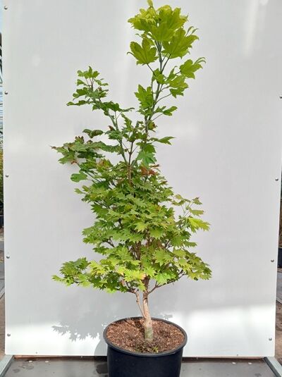 Japanischer Gold-Ahorn - Acer shirasawanum 'Aureum'
