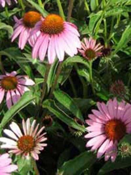 Echinacea purpurea / Roter Sonnenhut