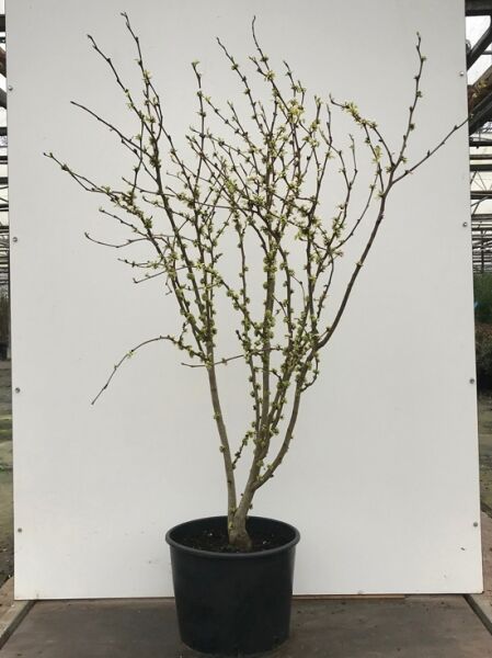 Weißblühender chinesischer Judasbaum 'Shirobana' (Cercis chinensis) 125-150 cm C20, mehrstämmiger Strauch im Container mit Knospen