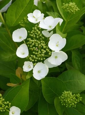 Hortensie / Hydrangea günstig in Top-Baumschulqualität kaufen