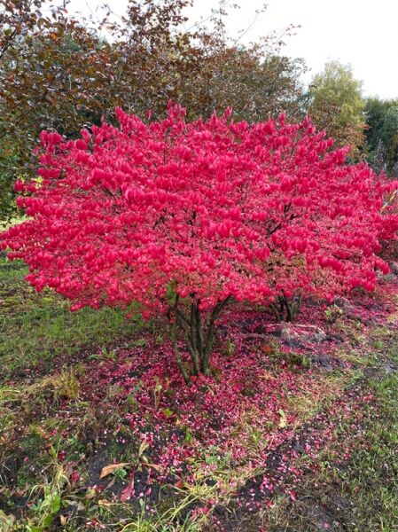 Niedriger Korkspindelstrauch Schirmform / Euonymus alatus 'Compactus' Schirmform