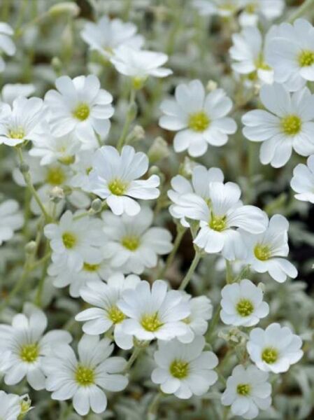 Filziges Teppich-Hornkraut 'Silberteppich' / Cerastium tomentosum 'Silberteppich'