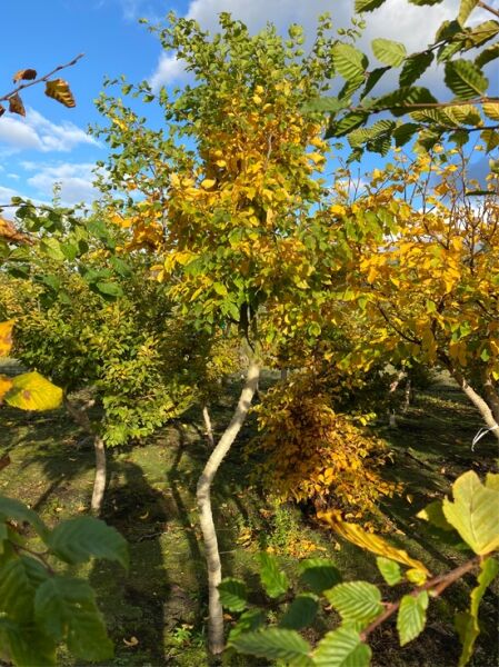 Hainbuche / Charakterbaum Nr. 1400 / Carpinus betulus