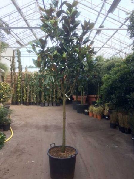 Magnolia grandiflora 'Galissonière' / Großblütige Magnolie 'Galissonière', 100 cm Stamm, im schwarzen Pflanzcontainer C70 mit dichtem Laub.