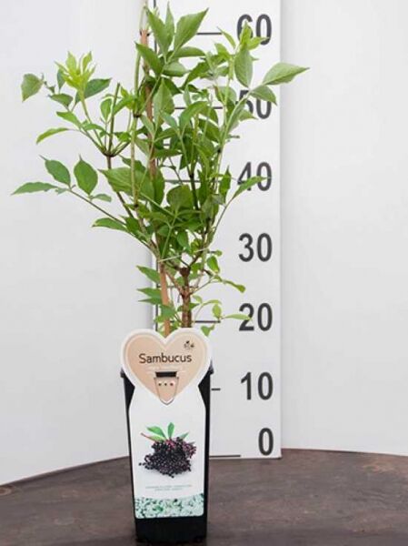 Sambucus nigra 'Haschberg' / Schwarzer Holunder 'Haschberg' 50-60 cm C2, junge Pflanze im Topf mit grünem Laub