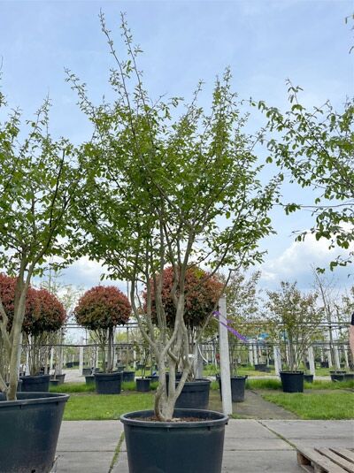 Eisenholzbaum / Parrotie 300 - 325 cm / Parrotia persica mehrstämmige Schirmform' (876033)