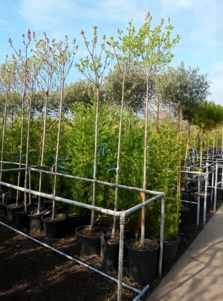 Syringa vulgaris 'Belle de Nancy' (Gartenflieder) Hochstamm im Container, lange Stämme mit belaubter Krone in Baumschule.
