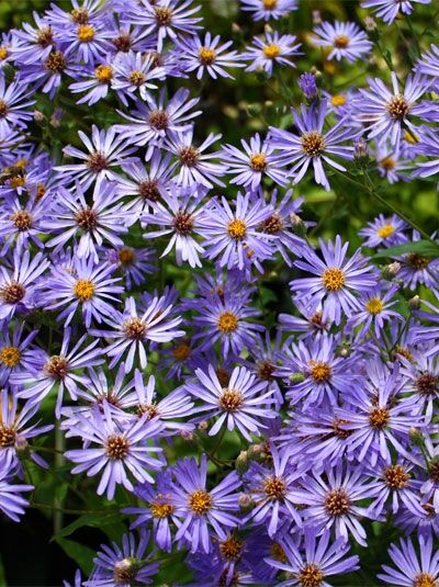 Großblättrige Aster 'Twilight' / Herzblatt-Aster 'Twilight' - Aster x herveyi 'Twilight'