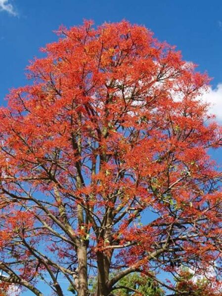 Brachychiton acerifolius / Sterculia acerifolia / Australischer Flammenbaum / Flammender Flachenbaum