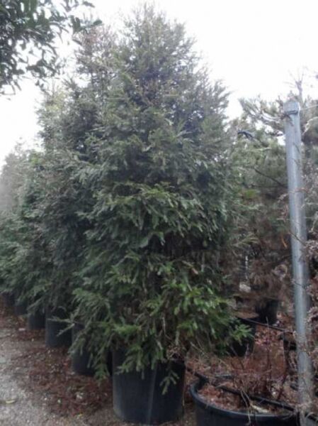 Küstensequoie, Küstenmammutbaum / Sequoia sempervirens