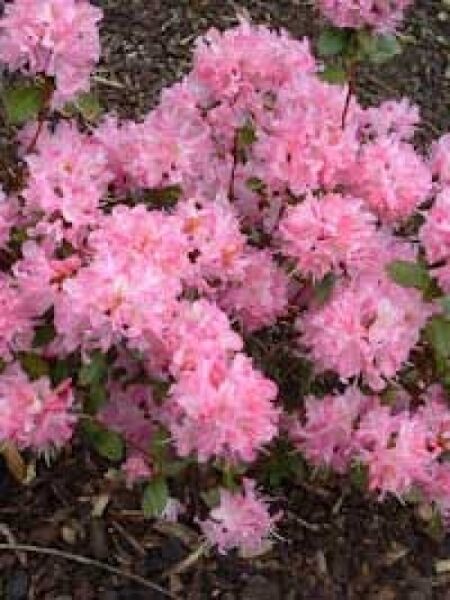 Rhododendron racemosum 'Anna Baldsiefen' / Rhododendron 'Anna Baldsiefen'