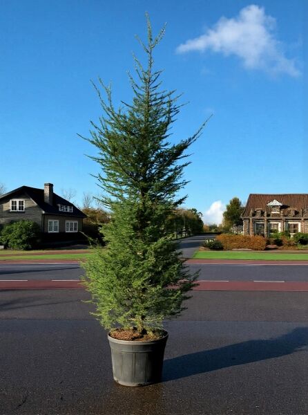 Libanon-Zeder (Cedrus libani) im Container C150, ca. 250–300 cm hoch, aufrechter Wuchs mit dichtem Nadelkleid.