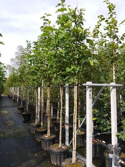 Magnolia brooklynensis 'Yellow Bird' / Magnolie 'Yellow Bird' Hochstamm 8-10 StU im Container, mit grünem Laub und Stützpfählen