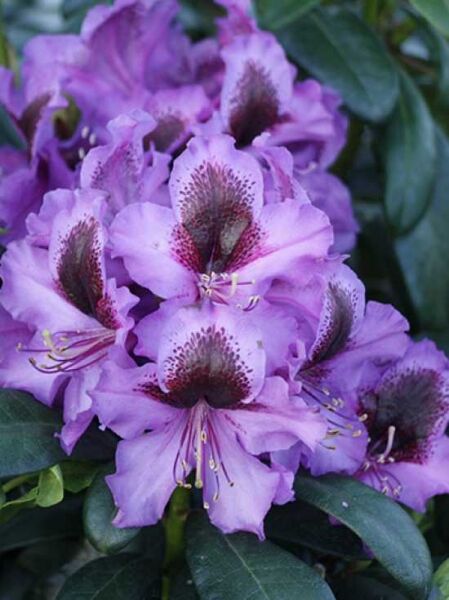Rhododendron Hybride 'Orakel' / Rhododendron 'Orakel' mit violetten Blüten und dunkler Zeichnung, umgeben von grünen Blättern