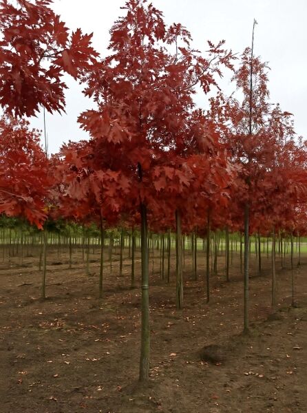 Quercus coccinea (Scharlach-Eiche) Hochstamm 20-25 StU mit Drahtballen, Baum mit rotem Herbstlaub in der Baumschule
