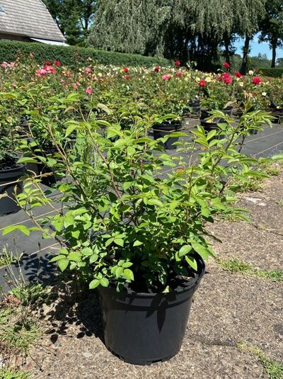 Rosa 'Raubritter' / Kletterrose 'Raubritter' C5 im Topf, grünes Laub und aufrechte Triebe in Baumschulqualität