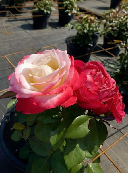 Rosa 'Nostalgie®' / Stammrose 'Nostalgie' mit cremeweiß-rot gerandeten Blüten und grünem Laub im Topf.