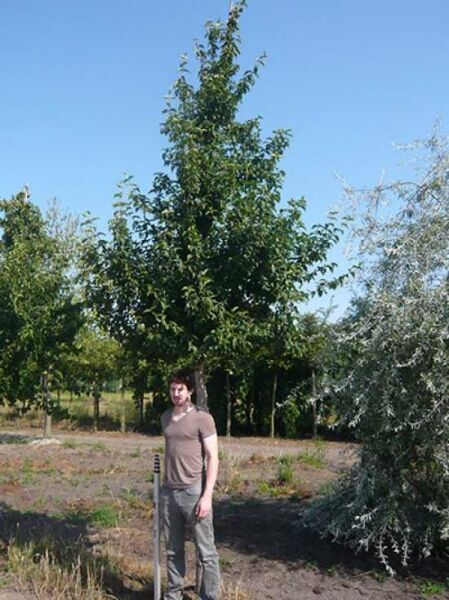Cornus mas (Kornelkirsche) Hochstamm 25–30 StU mit durchgehendem Stamm, aufrechte Krone mit grünem Laub im Feldbestand.