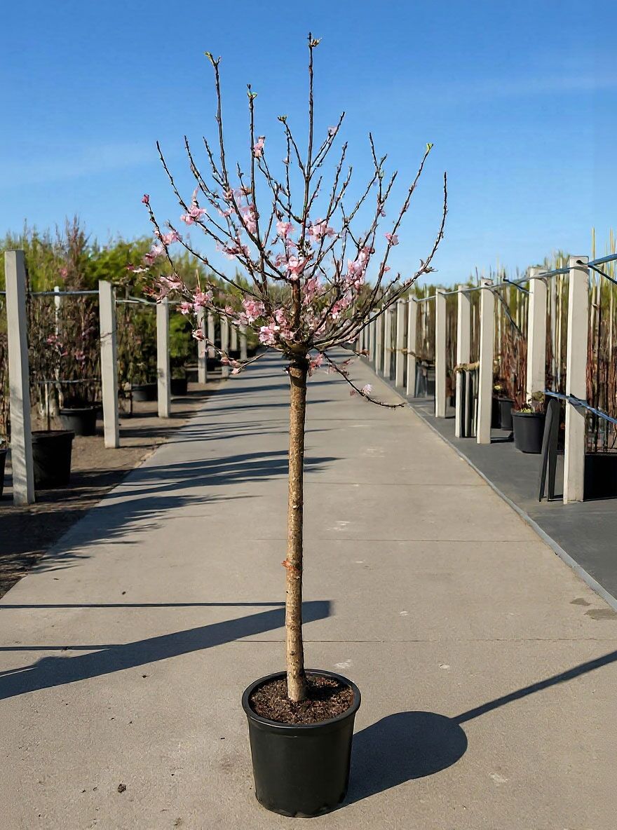 Pfirsichbaum Sorten Pfirsich Prunus Persica Pflanze 5-10cm - Winterharter  Pfirsichbaum Obstbaum