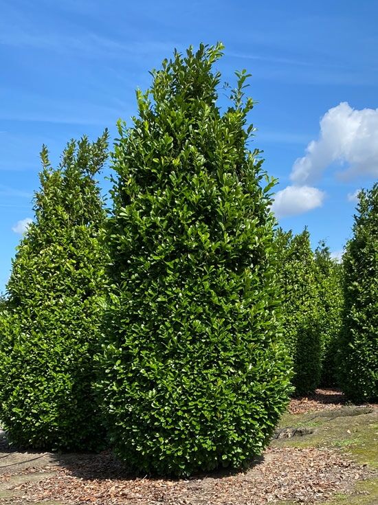 Kirschlorbeer 'Rotundifolia' / groblttriger Kirschlorbeer - Prunus  laurocerasus 'Rotundifolia'