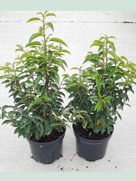 Portugiesischer Kirschlorbeer / Portugiesischer Kirschlorbeer