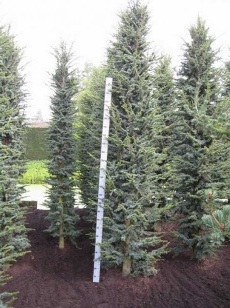 Cedrus libani 'Fastigiata' (Säulen-Libanon-Zeder) 400–450 cm, säulenförmiger Nadelbaum mit Stamm und blaugrünen Nadeln.