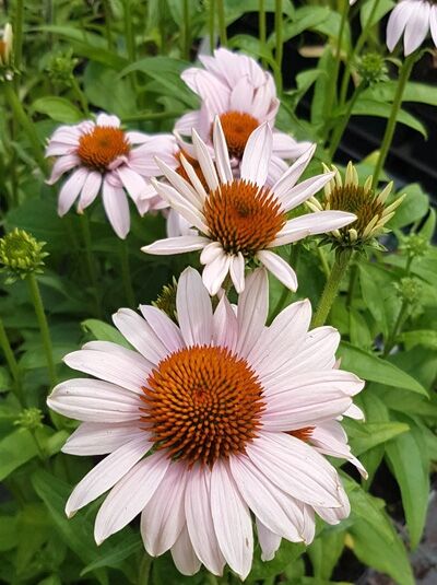 Purpur-Sonnenhut 'Rosita ®' / Echinacea purpurea 'Rosita ®'