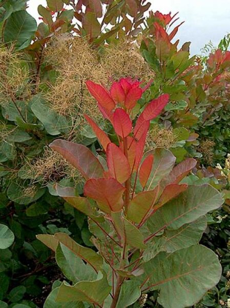 Perückenstrauch 'Old Fashioned' / Cotinus coggygria 'Old Fashioned'
