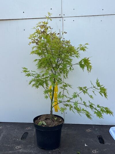 Japanischer Fächer-Ahorn 'Murasaki Kiyohime' - Acer palmatum 'Murasaki Kiyohime'