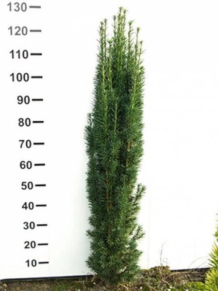 Taxus baccata 'Fastigiata Robusta' / Schmale Säulen-Eibe 100-125 cm m. B., schlank säulenförmig, dicht benadelt