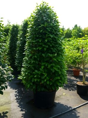 Portugiesischer Kirschlorbeer - Prunus lusitanica 'Angustifolia 'Kugel auf  Stamm'