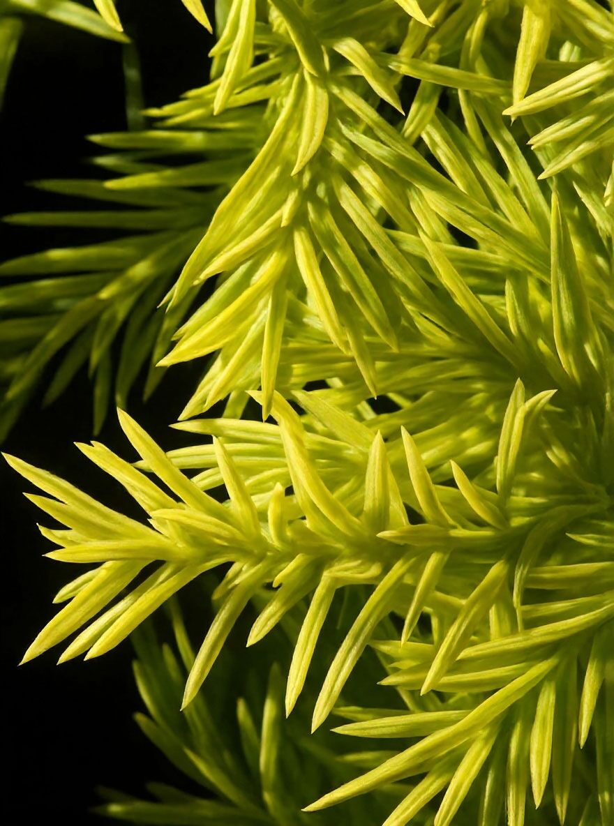 Gelbe Kissen-Eibe / gelbe Tafel-Eibe - Taxus baccata 'Summergold'