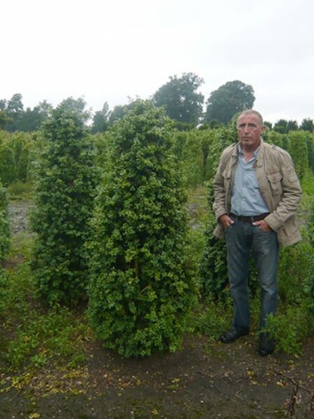 Großblättriger Buchsbaum / Buxus Rotundifolia