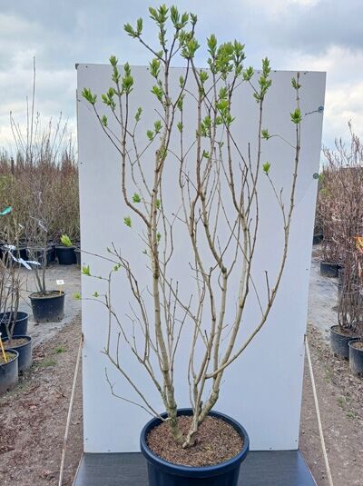 Gartenflieder / Gewöhnlicher Flieder / Edelflieder 'Nadeshda' - Syringa vulgaris 'Nadeshda'