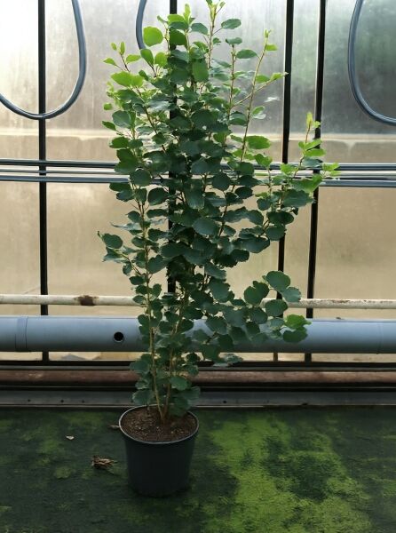 Parrotiopsis jacquemontiana (Scheinparrotie) 125-150 cm C20, mehrtriebiger Strauch im Container mit rundlichen grünen Blättern