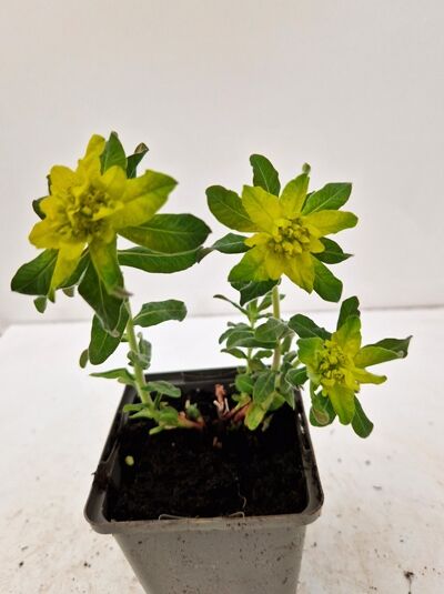 Gold-Wolfsmilch (Euphorbia polychroma) im Topf P9, grüne Blätter und gelbgrüne Blütenstände an aufrechten Stängeln
