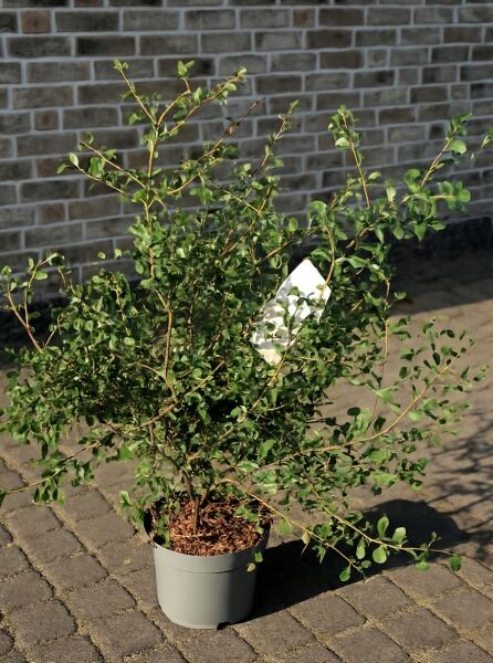 Prunus spinosa (Schlehe, Schwarzdorn) 100-125 cm C10, buschiger Strauch im Pflanztopf mit verzweigten Trieben und grünen Blättern