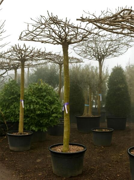 Weißer Maulbeerbaum Morus alba 'Macrophylla' als Dachform/Dachspalier, Hochstamm im Container (StU 25–30)