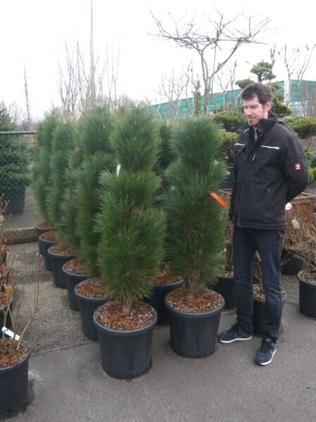 Säulen-Schwarzkiefer &#039;Green Tower&#039; / Pinus nigra &#039;Green Tower&#039;
