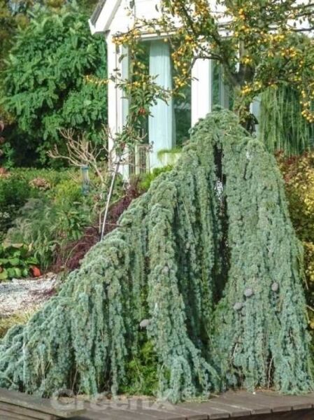 Trauer-Libanon-Zeder / Cedrus libani 'Glauca Pendula' 