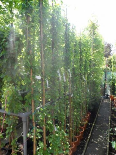 Fallopia aubertii / Schlingknöterich