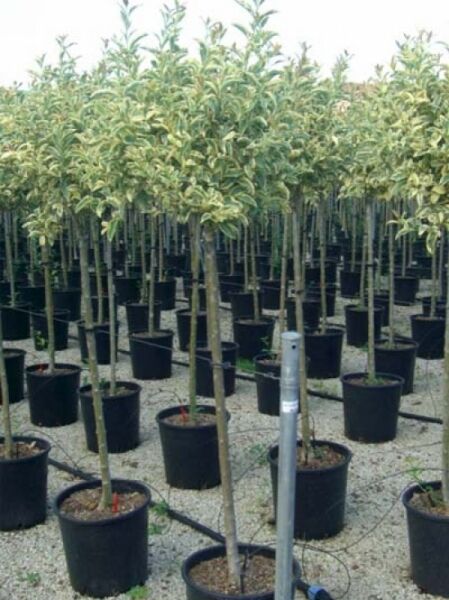 Glanz-Liguster 'Excelsum Superbum' / Ligustrum lucidum 'Excelsum Superbum'